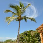  Palm Tree and Cloud, Mexico 2011